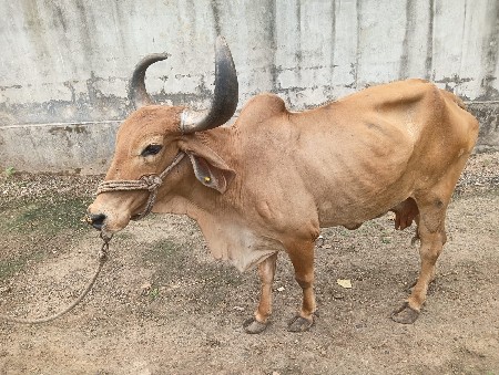 ગાયને સુખી રાખે એને દેવાની છે