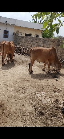 સાવ સોજા જવાબદારી ટોટલ
