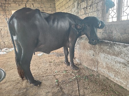 1 વેતર ખડેલી વેચવાની છે