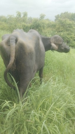 પયોર જાફરાબાદી ભેંસ વેચવાની છે
