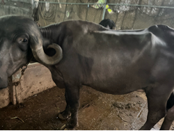 પેલુ વેતર 10દિવસ કાચી
