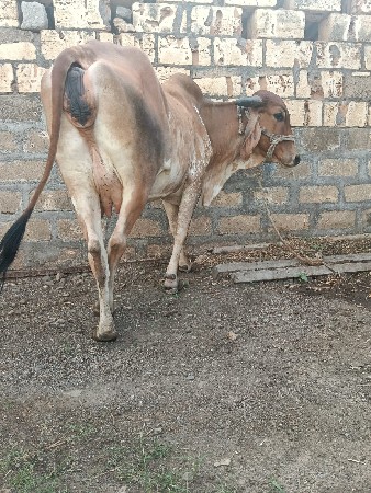 2 ju vetar