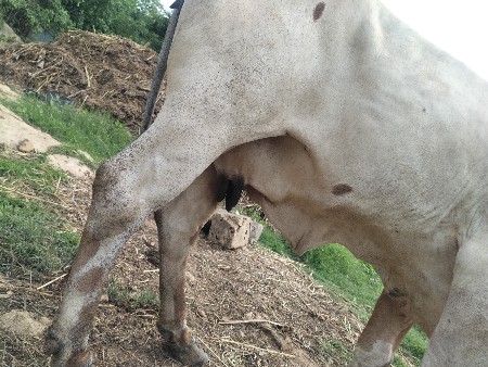 બીજા વેતર માં