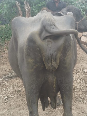ભેસ વેચવાની છે
