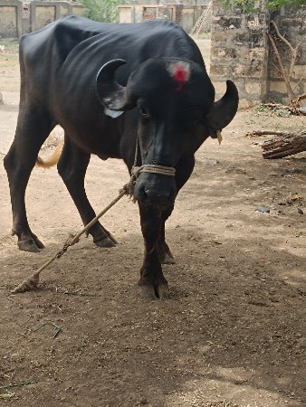 દેવભૂમિ દ્વારકા જિલ્લાના ખંભાળિયા