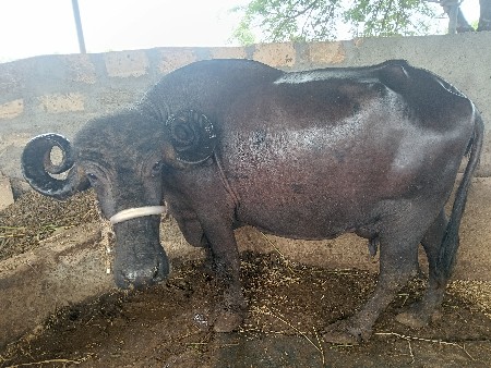 ભેંસ વેચવાની છે