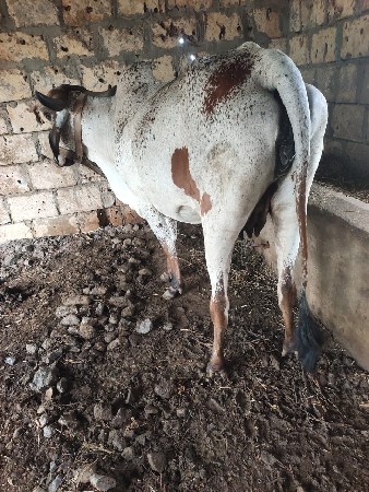 વેચવાની છે