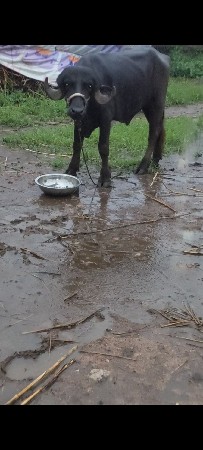 આ પાડો આપવાનો છે