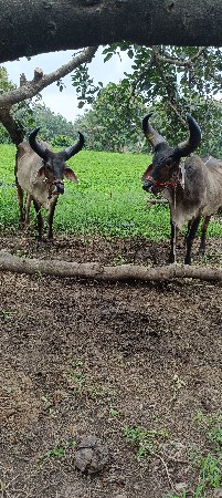 બીજી ધર ના ગોઠલા