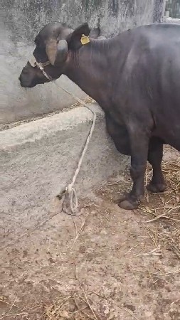 બે ભેંસ વેચવાની છે