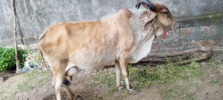 ચોથાવે તેની ગાય છે આઠ છ દિવસ છે