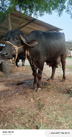 ભેંસ વેચવાની છે
