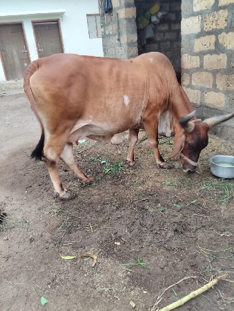 દેશી ગાય વેચવાની છે