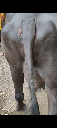 જાફરાબાદી ખડી