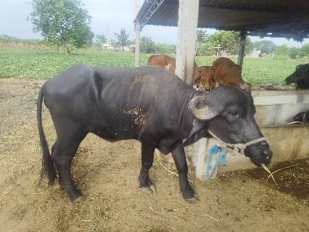 ખડેલીયુ વેચવાની છે