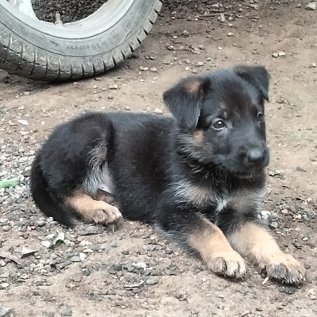 German shepherd double cot