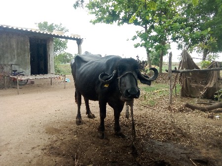 ભેંસ.   વેચવાનિ.   છે
