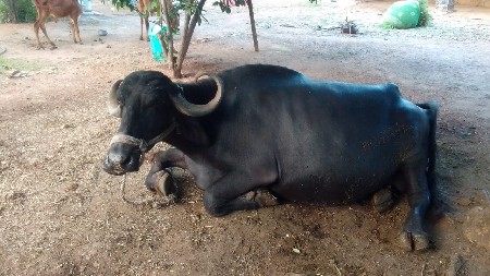 ભેંસ વેચવાની છે