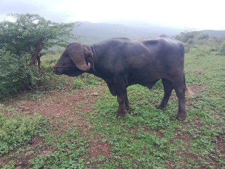 હિરપાલ ભાઈ