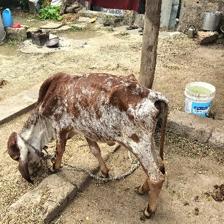 કામ આપણું કાઠીનું જેરપુર રાજકોટ