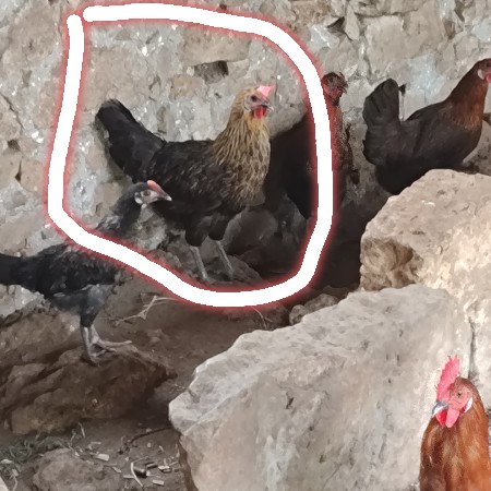 આ મડગા વેચવાનો છે