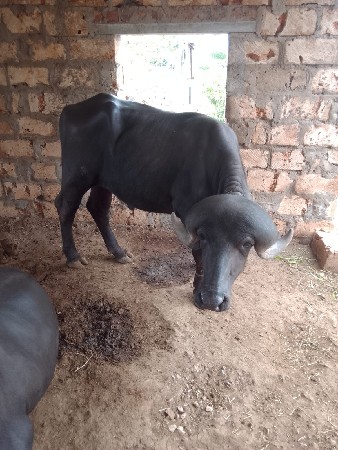 પાડો વેચવા નો છે