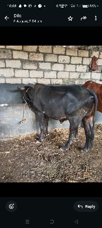 વોડકી