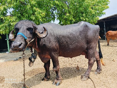 ભેંસ વેચવા ની છે