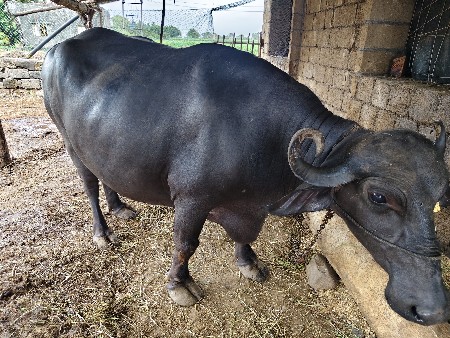 ભેસ વેચવાની છે ત્રીજુ વેતર છે