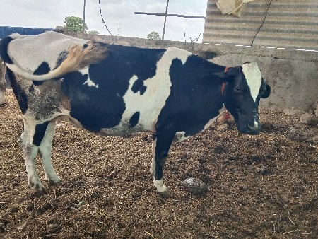 જર્સી ગાય વેચવાની છે