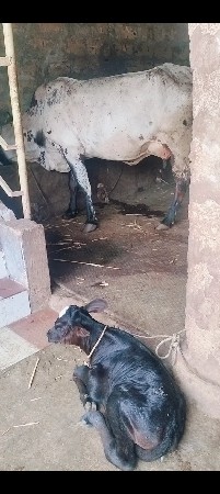 ૨,ગાયુ વેચવાની સે
