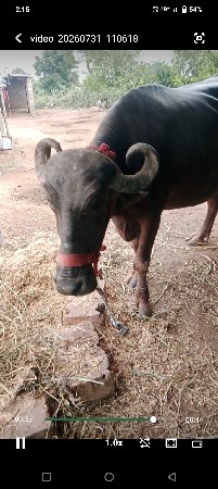 2 ભેંશ વેચવાની છે