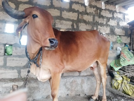 દેશી ગાય વેસ્વાની છે