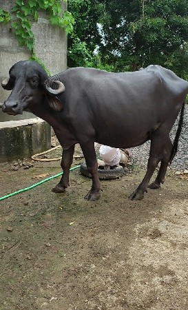 પેલા વેતર ની ખડેલી