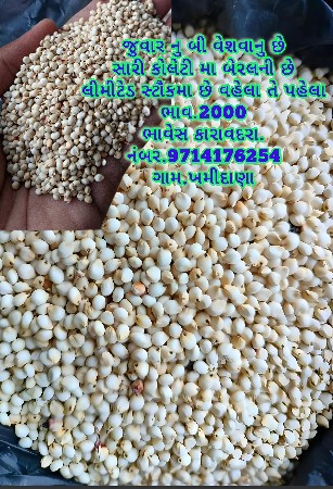 9714176254
જુવાર નુ બી