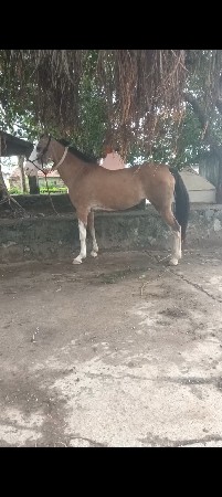 આ વસેરી ધોડી વેસવાની સે