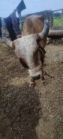 ગાય વેચવાની છે