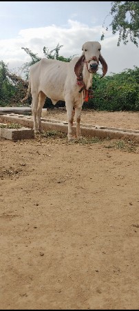 ગીર વાંસળી વેચવાની છે