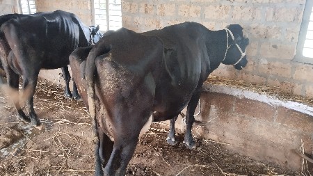 7 લીટર દૂધ હજાર માં સે