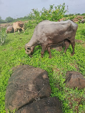 ખડેલી
