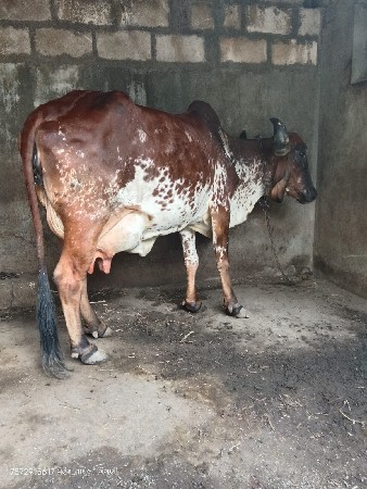 ગીર કાબરી ગાય વેચવાની છે