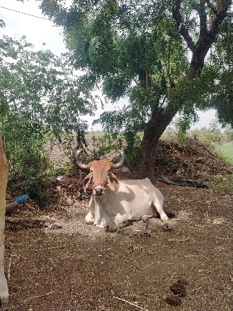 બળદ વેચવાના છે
