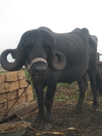 ખડેલી વેચવાની છે નવ મહિનાની ઓરીજનલ