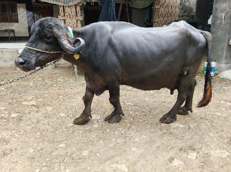 આ ભેંસ વેચવાની છે જાફરાબાદી છે