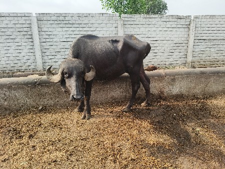 ખડેલી