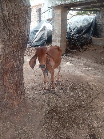 વાછડી વેચવાની છે