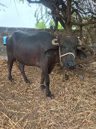 ભેંસ વેચવાની છે