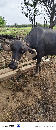 વેચવાની
