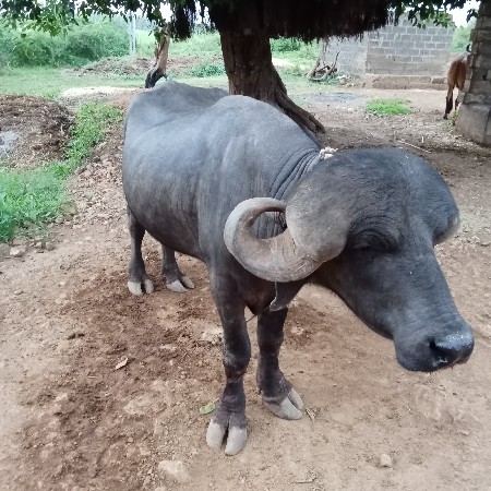 પાડો.વેસવાનો.સે