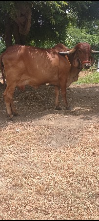 ગીર ગાય વેચવાની